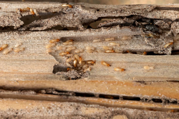 Trusted Waldo, AR Pest Control Experts
